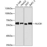 Western blot analysis of extracts of various cell lines using NUCB1 Antibody (1/3000 dilution).