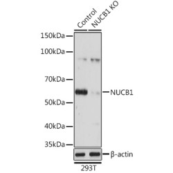 Nucleobindin-1 (NUCB1) Antibody