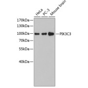 Western blot analysis of extracts of various cell lines using PIK3C3 Antibody.