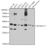 Western blot analysis of extracts of various cell lines using Syntaxin 4 Antibody (1/1000 dilution).