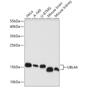 Western blot analysis of extracts of various cell lines using UBL4A Antibody (1/1000 dilution).