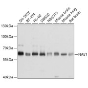 Western blot analysis of extracts of various cell lines using NAE1 Antibody (1/1000 dilution).