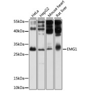 Western blot analysis of extracts of various cell lines using EMG1 Antibody (1/1000 dilution).