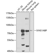 Western blot analysis of extracts of various cell lines using IVNS1ABP Antibody (1/1000 dilution).