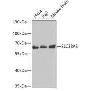 Western blot analysis of extracts of various cell lines using SLC38A3 Antibody.