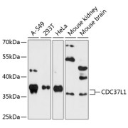 Western blot analysis of extracts of various cell lines using CDC37L1 Antibody (1/3000 dilution).