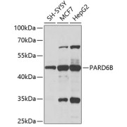 Western blot analysis of extracts of various cell lines using PARD6B Antibody (1/1000 dilution).