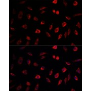 Immunofluorescence analysis of L929 cells using NEDD1 Antibody (1/100 dilution). Blue: DAPI for nuclear staining.