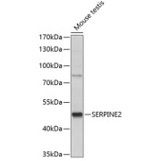 Western blot analysis of extracts of mouse testis using SERPINE2 Antibody (1/1000 dilution).