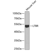 Western blot analysis of extracts of Mouse liver using LTBR Antibody (1/1000 dilution).