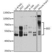 Western blot analysis of extracts of various cell lines using EED Antibody (1/1000 dilution).