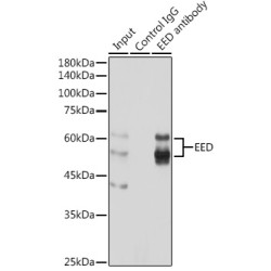 Embryonic Ectoderm Development (EED) Antibody