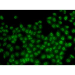 DNA-Binding Protein Inhibitor ID-3 (ID3) Antibody