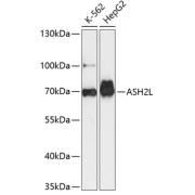 Western blot analysis of extracts of various cell lines using ASH2L Antibody (1/3000 dilution).