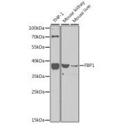 Western blot analysis of extracts of various cell lines using FBP1 Antibody (1/1000 dilution).