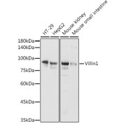 Western blot analysis of extracts of various cell lines using Villin1 Antibody (1/1000 dilution).