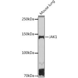 Tyrosine-protein kinase JAK1 (JAK1) Antibody