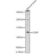 Western blot analysis of extracts of Mouse brain using CGRP Antibody (1/1000 dilution).