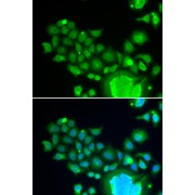 Immunofluorescence analysis of HeLa cells using FZR1 Antibody