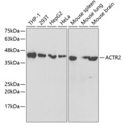 Western blot analysis of extracts of various cell lines using ACTR2 Antibody (1/1000 dilution).