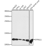 Western blot analysis of extracts of various cell lines using DYNLL1 Antibody (1/50 dilution)0.