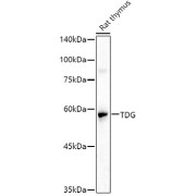 Western blot analysis of extracts of Rat thymus using TDG Antibody (1/1000 dilution).