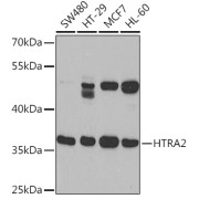 Western blot analysis of extracts of various cell lines using HTRA2 Antibody (1/1000 dilution).