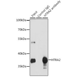 Serine Protease HTRA2, Mitochondrial (HTRA2) Antibody