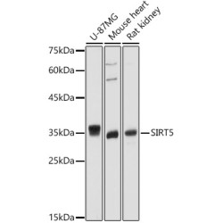 Sirtuin 5 (SIRT5) Antibody