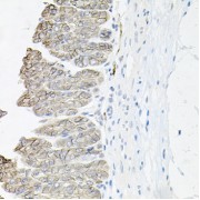 Immunohistochemistry of paraffin-embedded Mouse stomach using ATP1B1 Antibody (1/100 dilution, 40x lens).