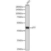 Western blot analysis of extracts of 293T cells using p53 Antibody (1/1000 dilution).