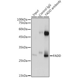 FAS-Associated Death Domain Protein (FADD) Antibody