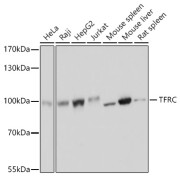 Western blot analysis of extracts of various cell lines, using Transferrin Receptor Protein 1 / CD71 Antibody (1/3000 dilution). Observed MW: 100 kDa, Predicted MW: 84 kDa.