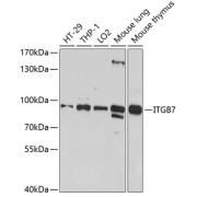 Western blot analysis of extracts of various cell lines using ITGB7 Antibody (1/1000 dilution).