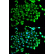 Immunofluorescence analysis of U2OS cells using APOBEC3C Antibody