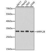 Western blot analysis of extracts of various cell lines using MRPL28 Antibody (1/1000 dilution).