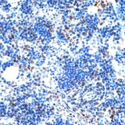 Immunohistochemistry of paraffin-embedded Rat spleen using AQR Antibody (1/100 dilution, 40x lens).