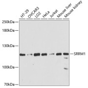 Western blot analysis of extracts of various cell lines using SRRM1 Antibody (1/3000 dilution).