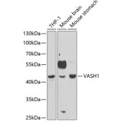 Western blot analysis of extracts of various cell lines using VASH1 Antibody (1/1000 dilution).