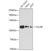 Western blot analysis of extracts of various cell lines using CUL4B Antibody (1/1000 dilution).