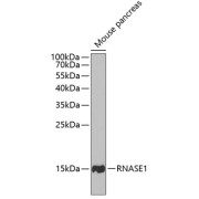 Western blot analysis of extracts of Mouse pancreas using RNASE1 Antibody (1/1000 dilution).