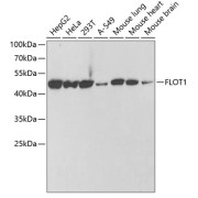 Western blot analysis of extracts of various cell lines using FLOT1 Antibody (1/1000 dilution).