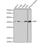 Western blot analysis of extracts of various cell lines using ESD Antibody (1/1000 dilution).