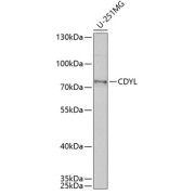 Western blot analysis of extracts of U-251MG cells using CDYL Antibody (1/1000 dilution).