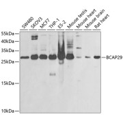 Western blot analysis of extracts of various cell lines using BCAP29 Antibody (1/1000 dilution).