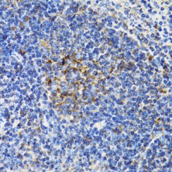 B-Cell Receptor Associated Protein 29 (BCAP29) Antibody