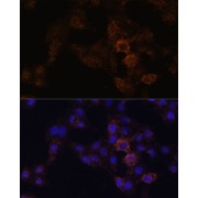 Immunofluorescence analysis of HeLa cells using GRP Antibody (1/100 dilution). Blue: DAPI for nuclear staining.