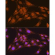 Immunofluorescence analysis of C6 cells using NRBF2 Antibody (1/100 dilution). Blue: DAPI for nuclear staining.