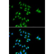 Immunofluorescence analysis of U2OS cells using PHC3 Antibody