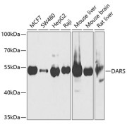 Western blot analysis of extracts of various cell lines using DARS Antibody (1/1000 dilution).